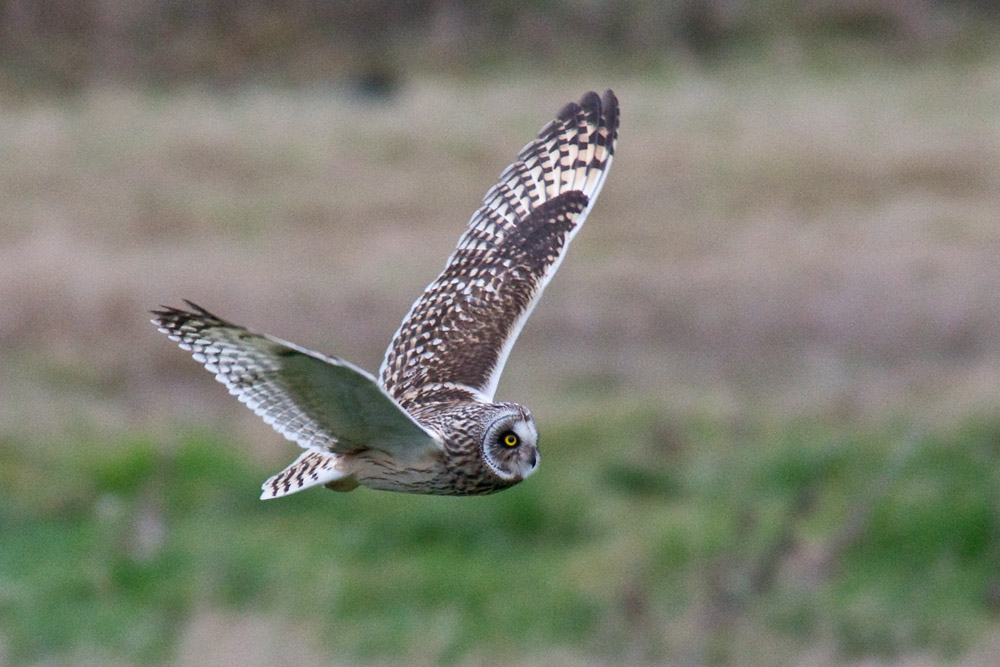 Short-eared Owl